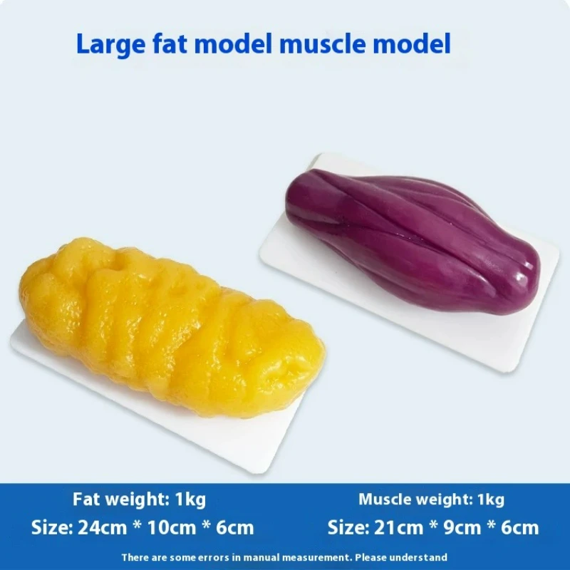 인간 근육 및 지방 모형 건강 및 체중 감량 영양 및  - Nutrition Fitness Center 리뷰 및 가격